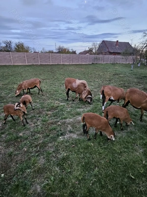 Oi de Camerun de vânzare.  - imagine 2
