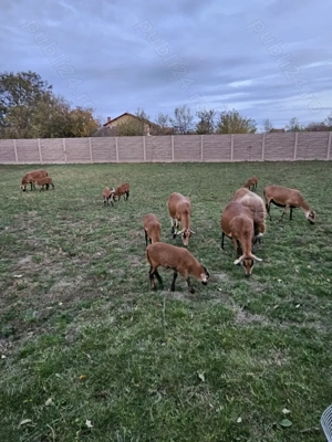 Oi de Camerun de vânzare. 