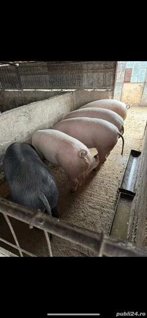 porci intre 100-120kg rasa landrace  - imagine 3