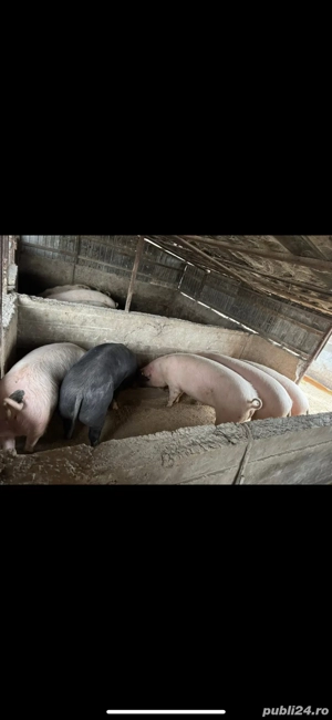 porci intre 100-120kg rasa landrace  - imagine 2