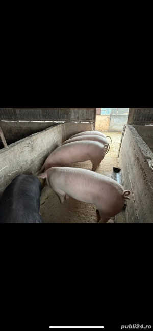 porci intre 100-120kg rasa landrace 
