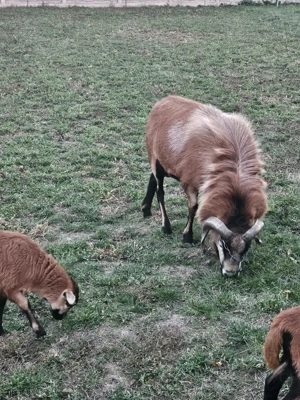 Oi de Camerun de vânzare.  - imagine 3