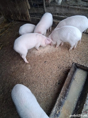 Purcei 6 saptamani - imagine 2