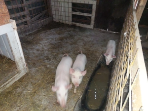 Vand purcei - imagine 2