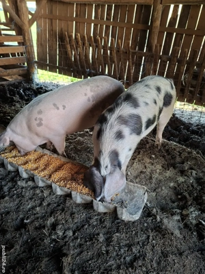 vand un porc la alegere - imagine 2