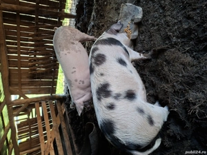 vand un porc la alegere - imagine 3