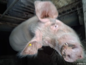 vand porci - imagine 2