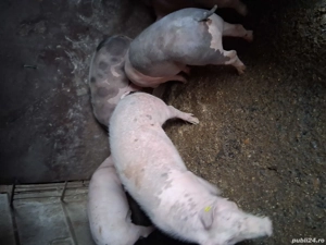 vand porci - imagine 3