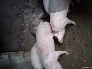 vand porci - imagine 4