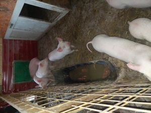 Vand purcei - imagine 5