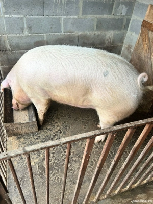 porc de vânzare aproximativ 250 kg - imagine 2