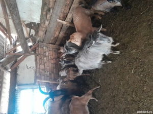 capre de vânzare  - imagine 3