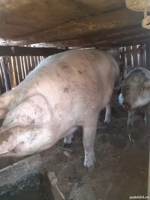 Vând porci - imagine 5