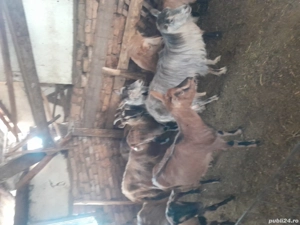 capre de vânzare  - imagine 2