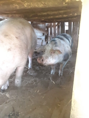 Vând porci - imagine 4