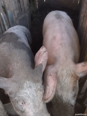 Vând porci - imagine 2