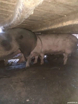 Vând porci - imagine 3