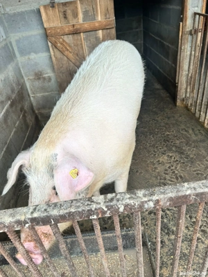 porc de vânzare aproximativ 250 kg