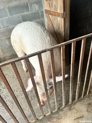 porc de vânzare aproximativ 250 kg - imagine 3