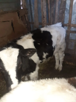 Vând carcasă de vițel - imagine 2