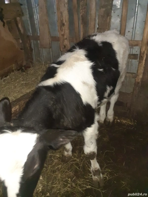 Vând carcasă de vițel