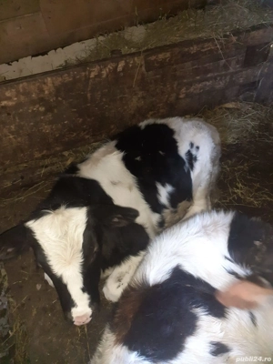 Vând carcasă de vițel - imagine 3