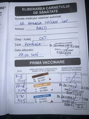 Pui Golden Retriever