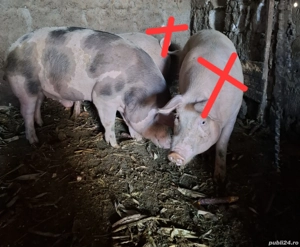 Disponibili 2 porci  - imagine 2
