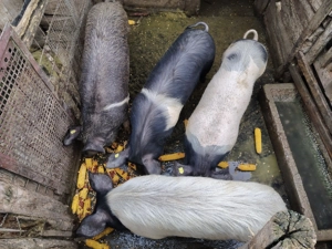 Porci de vînzare   15 RON 