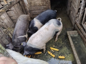 Porci de vînzare   15 RON  - imagine 2