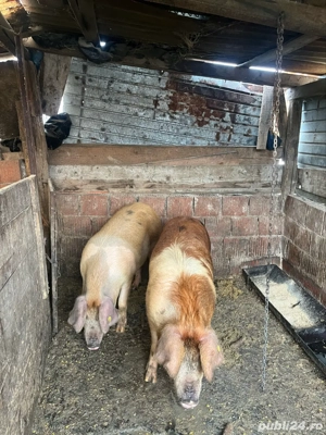 vand porci - imagine 3