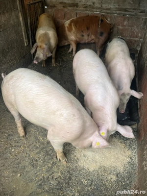 vand porci - imagine 2