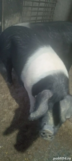 Porci de casa bazna aprox150 kg - imagine 2