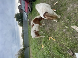 Vand ponei mânz și manza