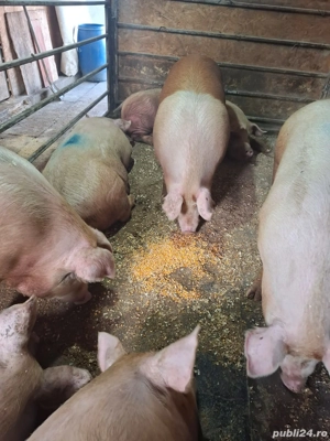 Porci de carne 150-200KG - imagine 3