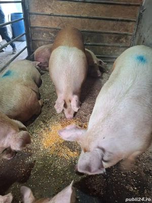 Porci de carne 200-300KG