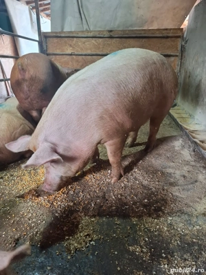 Porci de carne 150-200KG - imagine 5