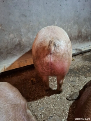 Porci de carne 150-200KG - imagine 2
