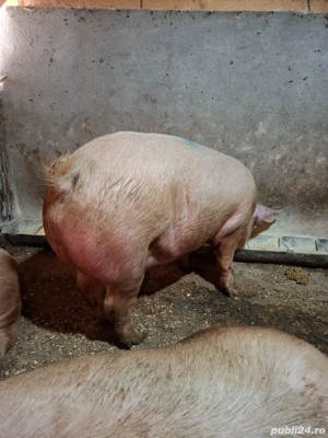 Porci de carne 150-200KG - imagine 4