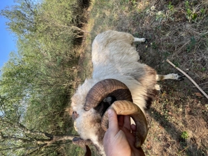 Vând berbec cu nasu alb - imagine 4