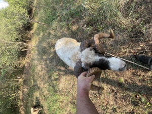 Vând berbec cu nasu alb - imagine 5