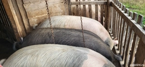 Vand porcii - imagine 2