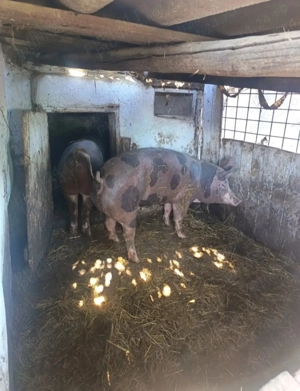 Porci de vanzare - imagine 4