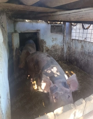 Porci de vanzare - imagine 3