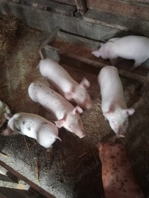 Vanzare perceived rasa pietrain