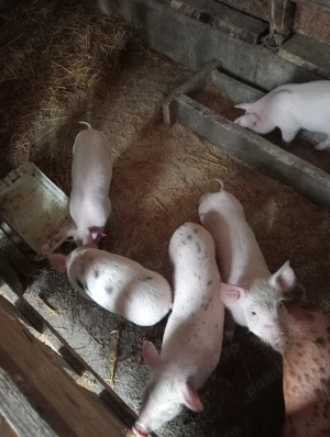 Vanzare perceived rasa pietrain - imagine 2