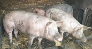 Porci de vanzare - imagine 3