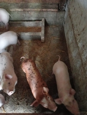 Vanzare perceived rasa pietrain - imagine 4