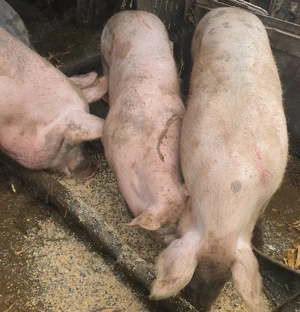 Porci de vanzare - imagine 2