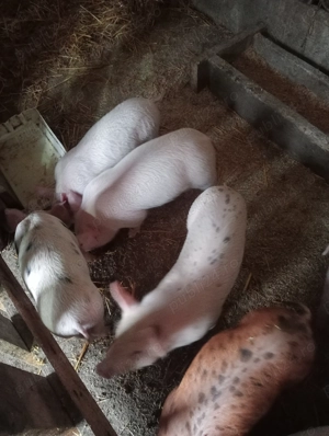 Vanzare perceived rasa pietrain - imagine 3